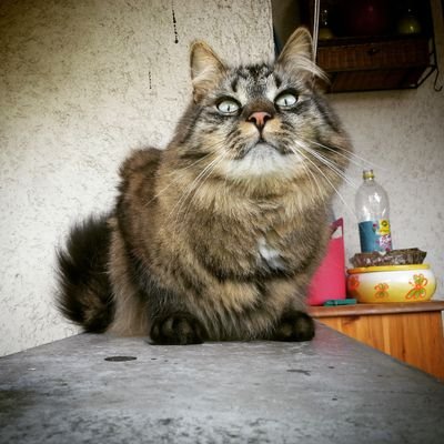 3 years old maine coon mix, living in Austria.