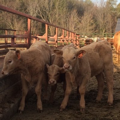 Craven Land & Cattle Co. Ltd. is a family farm near Chatham Ontario. Cow-calf to finishing of Charolais X Red Angus. Corn, soybeans, wheat, alfalfa CCA-ON 4RNMS