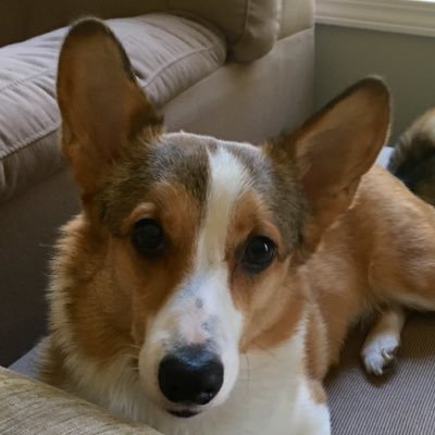 Your Corgi pal with a tail. I'm a Michigan loving Corgi with a fluffy tail and a funny personality! LOVE ME!