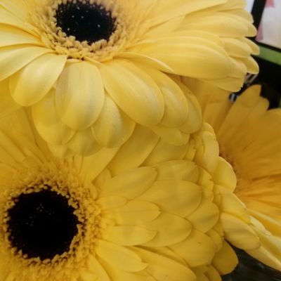 saeedehC's profile picture. BIENVENIDO A MI JARDIN
/WELCOM TO MY GARDEN
به بوستان و گلستان من خوش آمدید.