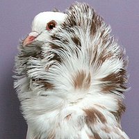 الطير (@viptoot1) Twitter profile photo