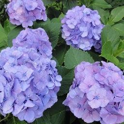 1949年 新潟県長岡市生まれ
東京都在住
いわゆる全共闘世代
最近は原発・気候変動・環境破壊・経済格差・差別などに
関心を持っています。