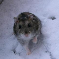 zakuro_soda's profile picture. PornoGraffitti/ 三浦大知/ 1986OMEGATRIBE/ 吉本新喜劇/ お笑い好きのヲタク。主にぽさんに動きがあった時に浮上します。セトリネタバレを蛇蝎の如く憎む民。 RT多め。🐕ちゃん好き。ナガノさん好き。ルーニーテューンズ（ロードランナー最推し）好き。香害への理解がもっと進みますように。