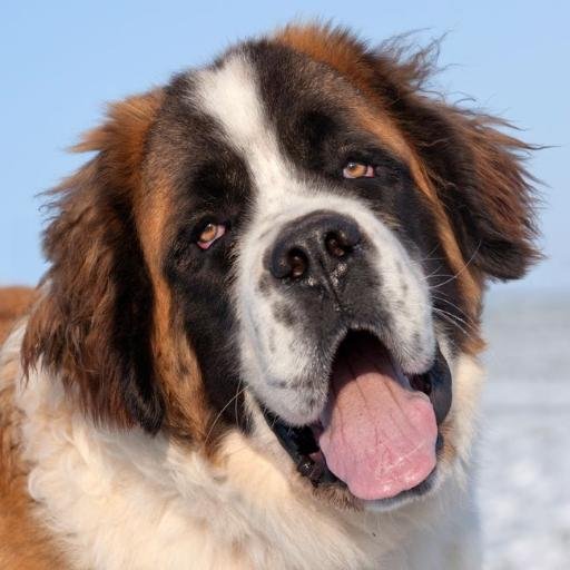 In Honour of the St Bernard Dog: saviour of humans, but farmed for human consumption.