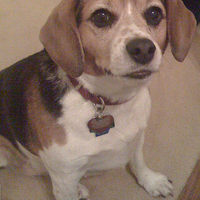 Riley the Beagle (@rileythebeagle) 's Twitter Profile