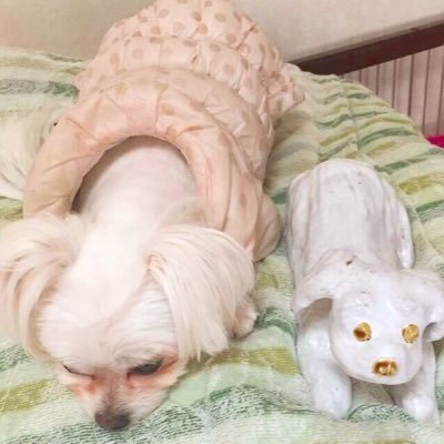 a1327381's profile picture. 🍣ᔆᵘᙚᑋⁱ(っ'-')╮ =͟͟͞͞🍣ﾌﾞｫﾝ