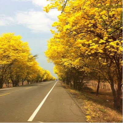 rictuitea's profile picture. 