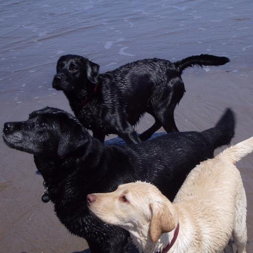 Home to Labs Katie🌈 Lily🌈 Blue🌈 her little girl Skye (who arrived with her brothers and sisters in August '19) & her new sister Bree ❤️🐾