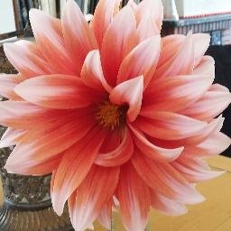 TeresaPetit1's profile picture. IT, doctoranda en Arts Escèniques, professora de producció i realització de CFGS... 
A TELÓ BAIXAT és el retorn dels espectacles que vaig a veure