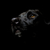 Trogneugneux (@trogneuxgneu) Twitter profile photo Trogneugneux (@trogneuxgneu) Twitter profile photo