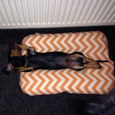 Primary Deputy Head. Interested in curriculum & outdoor play & learning. NPQH. MCCT. Unionist. Practising ashtanga yoga & playing roller derby. Sausage dog mum.