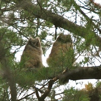 Follow the action of Portland, Maine's Park Rangers while helping to communicate questions, comments, and ideas with their supervising ranger