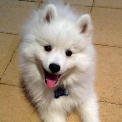 PetPalCommunity's profile picture. We are a community based app that will show your pets location, help you understand their behaviour and wellness and connect you with other pet owners