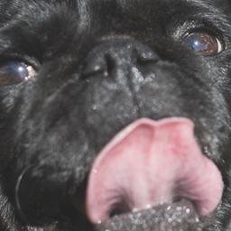 CoolPuggo's profile picture. Cool