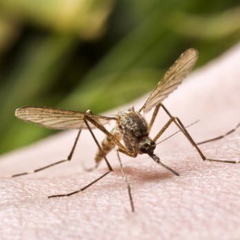 latest news and updates on the Zika virus