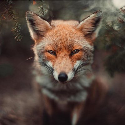 Bnjmngdj's profile picture. 