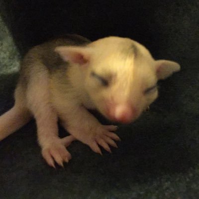 dubcgliders's profile picture. super small hobby breeder and sugar glider enthusiast extraordinaire