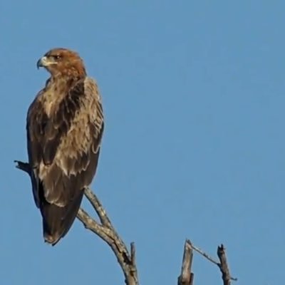 beautifulchef's profile picture. 