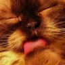 essential_cat's profile picture. Essential Cat Tips is a group of cat lovers who give advises from diet to behaviour, everyone is welcome to ask questions & post stuff! https://t.co/u5o7qXPWLb