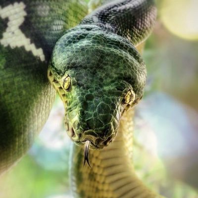 unsilenced2's profile picture. Louisville social climbing wannabe* Personality disordered predator* Backstabber* Self-promoter* Basic bitch* Psycho-trash* Frenemy* After your man