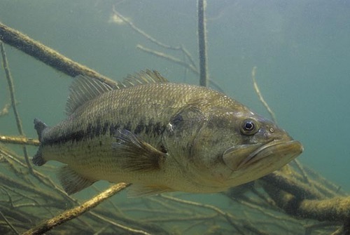 7 Yr Old Male Largemouth Bass