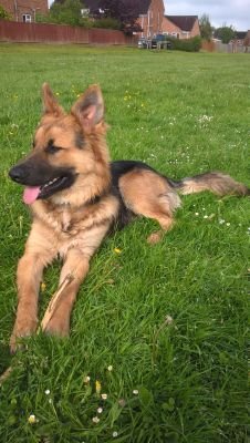 maxmuddypaws's profile picture. 