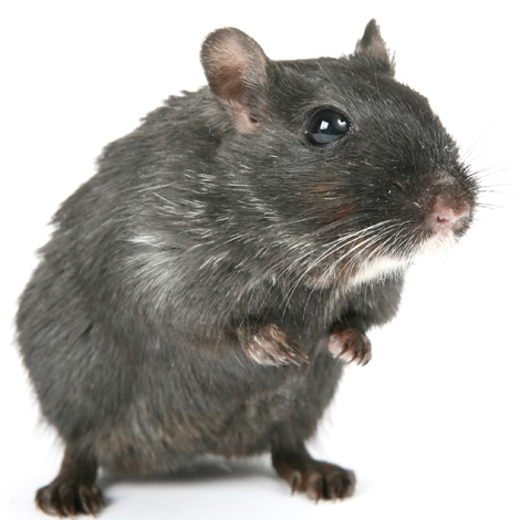 arrowpestctrl's profile picture. Local & family owned pest control company combining traditional service with modern technology to help eliminate any pest control problem that you may have.