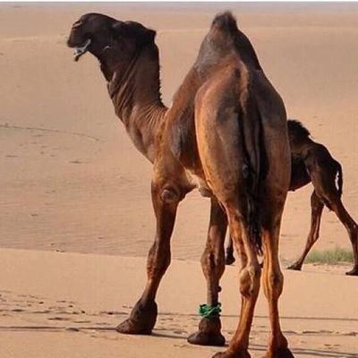 adaal99595's profile picture. 