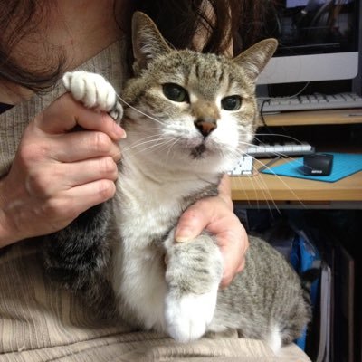 しおなし ポケモン廃人のしおなしさん 技構成でポケモンを当ててみてね 猫の手 猫騙し 不意打ち 電磁波 Http T Co Samskxb2 日に日に難しくなってませんか えー エネコロロ