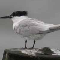 Perrine Poupin (@melusinecommune) 's Twitter Profile Photo Perrine Poupin (@melusinecommune) 's Twitter Profile Photo