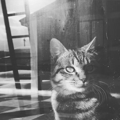 ❝I'm proud of my heart. It's been played, stabbed, cheated, burned and broken but somehow still works.❞『 Gray tabby with green eyes. 』Bisexual ♂ #Single