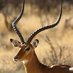 That One Antelope (@thatoneantelope) Twitter profile photo That One Antelope (@thatoneantelope) Twitter profile photo
