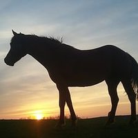 Train WrEq(@EquestrianWreck) 's Twitter Profileg