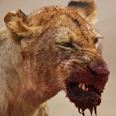 blareu's profile picture. Essayons d'être au lieu d'avoir...