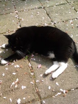 Duboi62's profile picture. Nieuws TV & Radio Online journalistiek Muziek