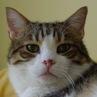 Ankara Pitecus (@ankara_pitecus) 's Twitter Profile