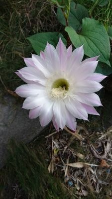 douumass's profile picture. 何か予想外な、最中が食べたい。