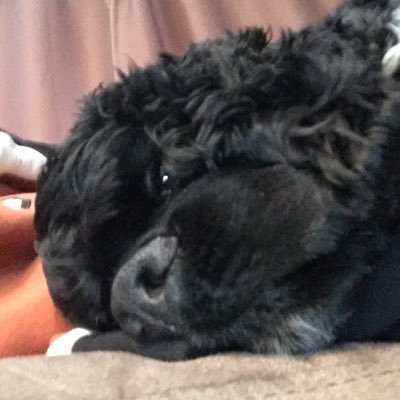 travzors's profile picture. 