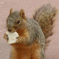 KillensSquirrel's profile picture. Stuffed on peanut butter and gummy dinosaurs.