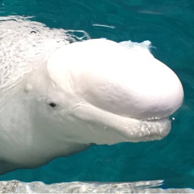 海と水族館が好きなダイバーです