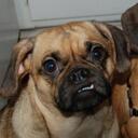 Evey Hammond - @EveyPuggle - Twitter