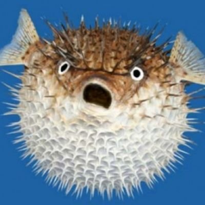 blowfish64's profile picture. Don't follow me. I'm lost!