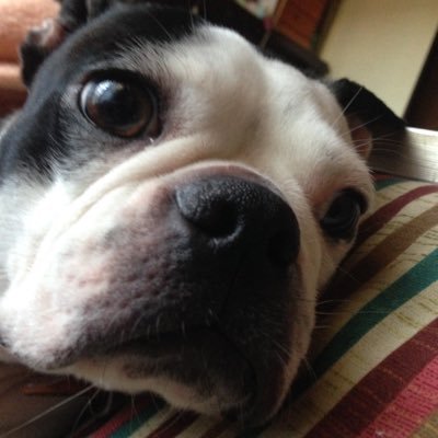 なかやまさんとコロさん アフリカざ Twitterissa やれやれ 犬好きの子供は見殺しには できねーぜ ボストンテリア ザ フール イギー ジョジョ なかやまコロ なかやまさんとコロさん アフリカざ Twitterissa やれやれ 犬好きの子供は見殺しには できねーぜ ボストンテリア ザ フール イギー ジョジョ なかやまコロ