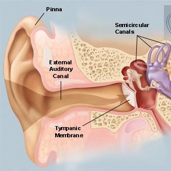 Author of Stop the tinnitus from being your enemy