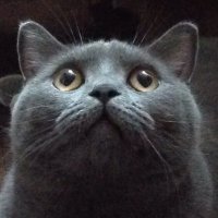 ガクエンねこ市公式 (@nekoichigakuen) 's Twitter Profile Photo ガクエンねこ市公式 (@nekoichigakuen) 's Twitter Profile Photo