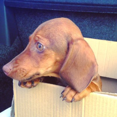 estibaliz88's profile picture. dachshund. 15/05/15.  laudio/ basque country