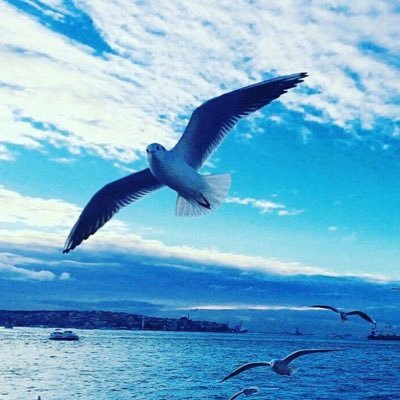 omothman__'s profile picture. ( فاستقم كما أُمرت )