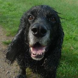 mit Hund, Lehrerin (M,PH),Mutter vom Knödel (2018) und Murkel (2021), #TeamWissenschaft, #Twlz