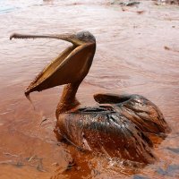 Clean Water Campaign (@cwc_shs) 's Twitter Profile