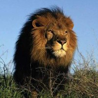 المدعمم (@almdamm0) 's Twitter Profile